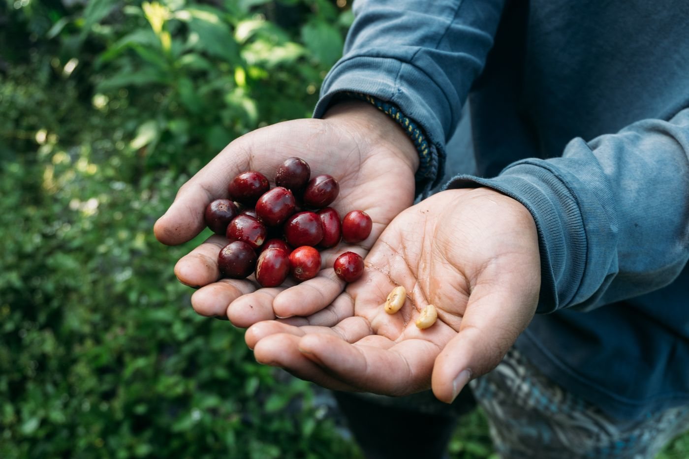 Händer som håller nyplockade röda kaffebär