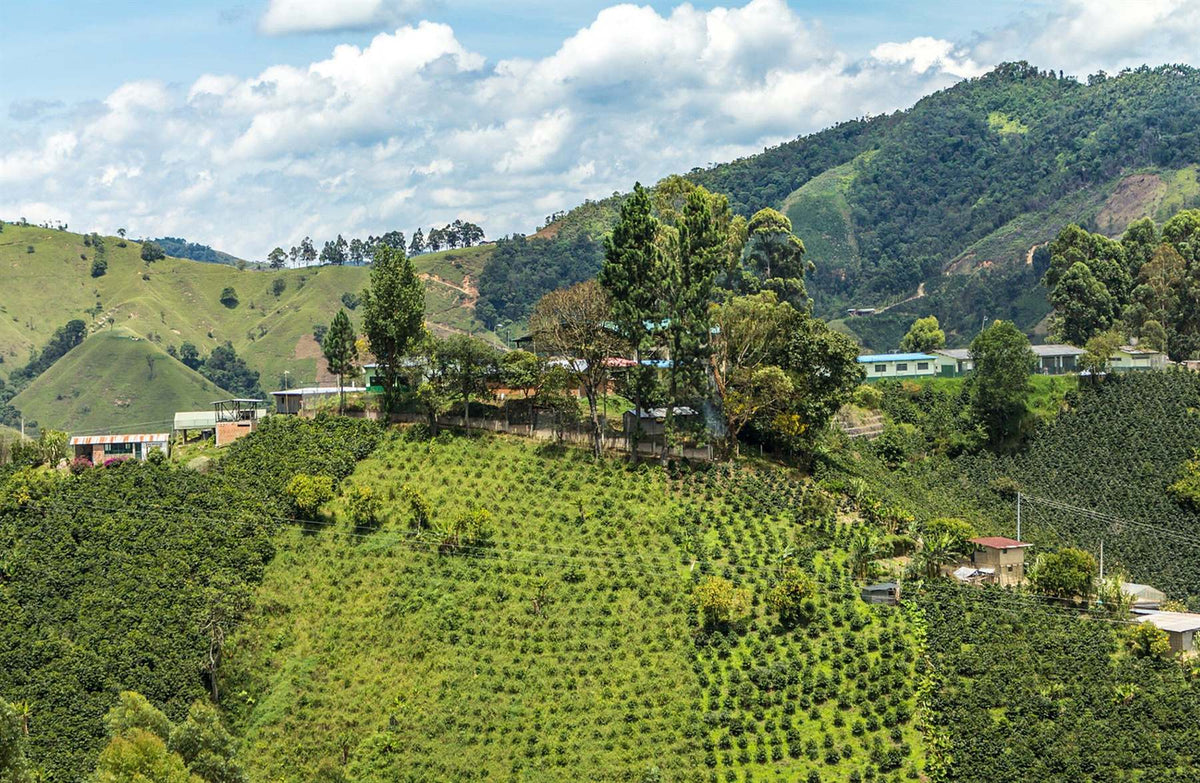 Kaffeodlingar på sluttningarna i Huila, Colombia