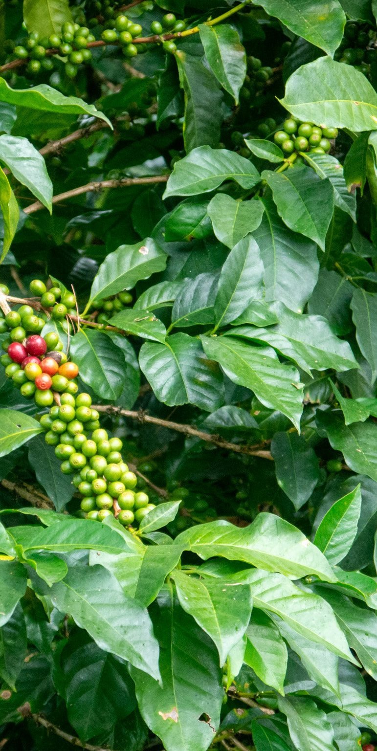 Kaffebär på grenen hos Green Valleys of the Chorti i Guatemala